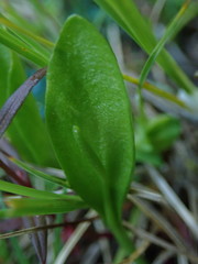 Ophioglossum pusillum