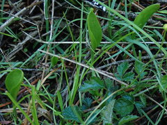 Ophioglossum pusillum