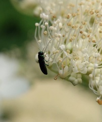 Agrilaxia flavimana