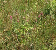 Sidalcea nelsoniana
