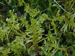 Homalothecium megaptilum