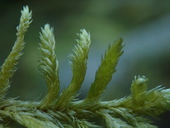 Homalothecium megaptilum