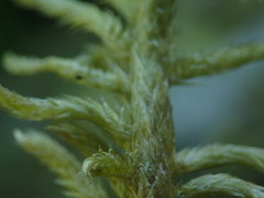 Homalothecium megaptilum