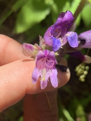 Penstemon rattanii