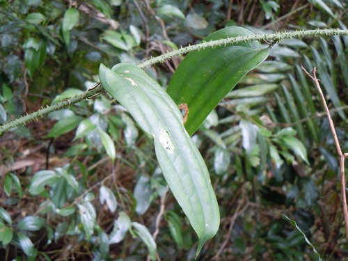 Smilax aculeatissima
