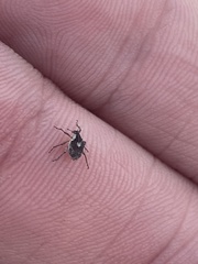 Phytobius leucogaster