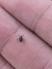 Phytobius leucogaster