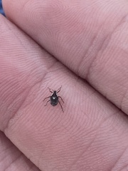 Phytobius leucogaster