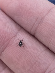 Phytobius leucogaster