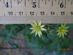 Mentzelia albescens