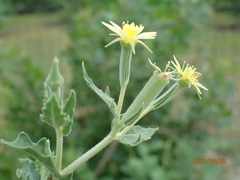 Mentzelia albescens