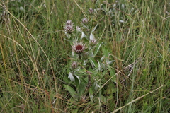 Macledium zeyheri