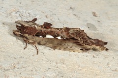Spatalia duplius