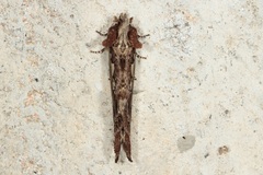 Spatalia duplius
