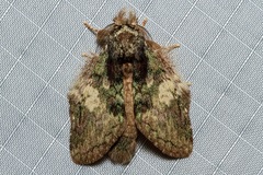 Syntypistis charistera