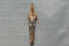 Casmara diabolella
