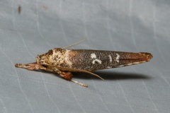 Casmara diabolella