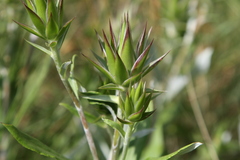 Macledium zeyheri