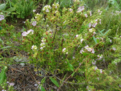 Kalmia hirsuta image