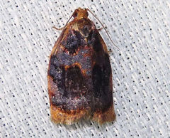 Archips infumatana