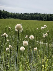 Eriophorum chamissonis