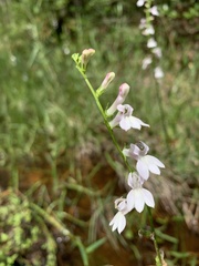 Lobelia appendiculata