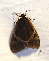 Dysschema magdala