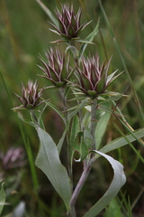 Macledium zeyheri