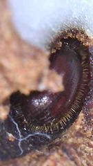 Coccotrypes dactyliperda