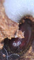 Coccotrypes dactyliperda