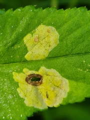 Phytomyza angelicastri