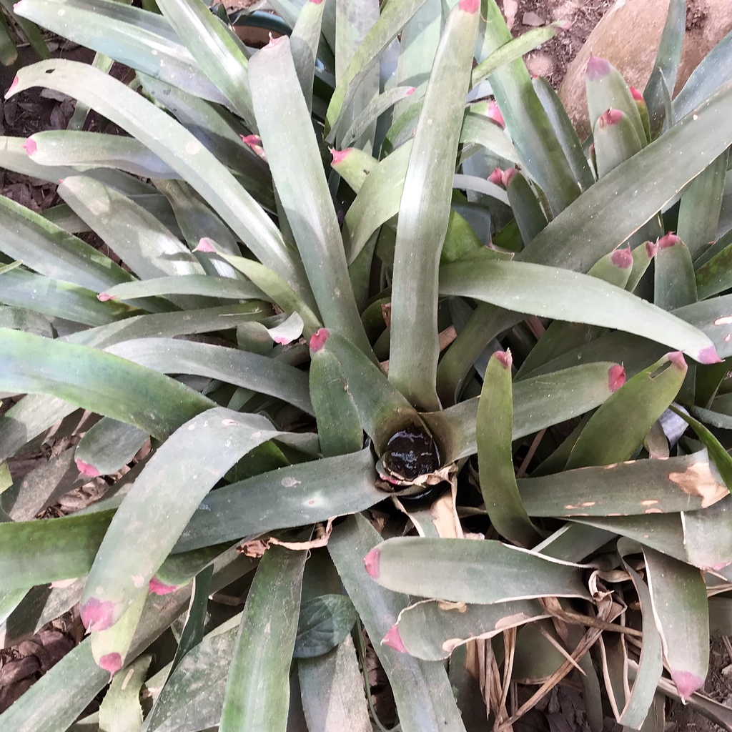 Fingernail Plant