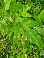 Phytomyza angelicastri
