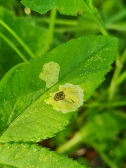 Phytomyza angelicastri