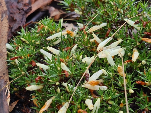 Image of Styphelia pallida by (c) Cal Wood, some rights reserved (CC BY)