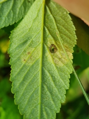 Phytomyza angelicastri