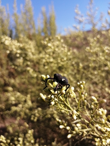 araè±ita chilena del pino