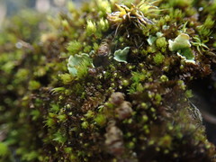 Lophoziopsis excisa