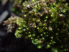 Lophoziopsis excisa