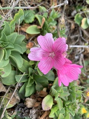 Sidalcea malviflora malviflora