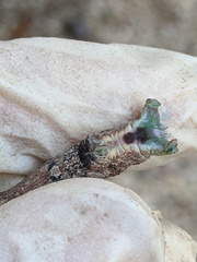 Hyposidra incomptaria