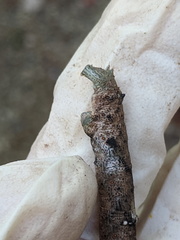 Hyposidra incomptaria