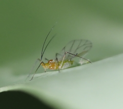 Illinoia liriodendri