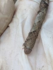 Hyposidra incomptaria