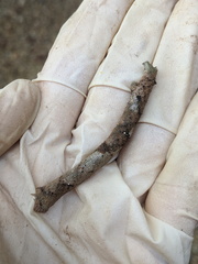 Hyposidra incomptaria