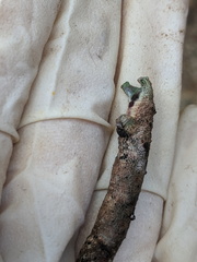 Hyposidra incomptaria