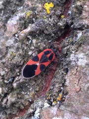 Tropidothorax leucopterus