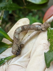 Hyposidra incomptaria