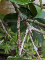 Hyposidra incomptaria