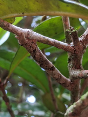 Hyposidra incomptaria